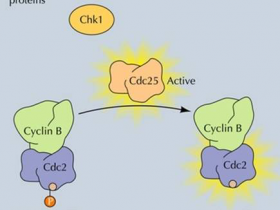 细胞分裂周期因子25（Cdc25）检测——蛋白磷酸酶Cdc25组合荧光检测试剂盒解决方案